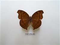 藏品(黯眼蛺蝶)的圖片